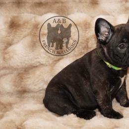 Girl 3 - Brindle female French Bulldog puppy in Schaumburg, Illinois from A & B French Bulldogs