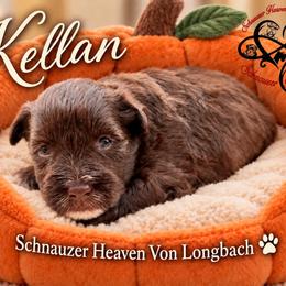 Kellan AKC - Liver male Miniature Schnauzer puppy in Pelzer, South Carolina from Schnauzer Heaven Von Longbach