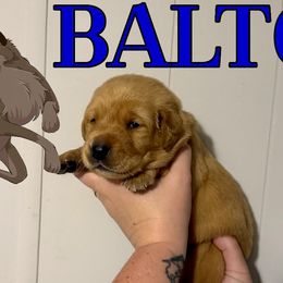 BALTO - Yellow male Labrador Retriever puppy in Water Valley, Mississippi from Three Lakes Labs & WHDs
