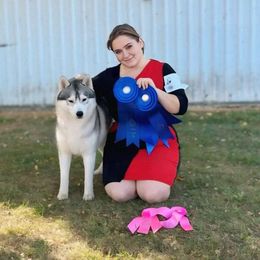 Navy - Siberian Husky