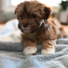 Havanese Puppies from Havana Suites Havanese