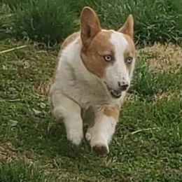 Cheddar - American Corgi