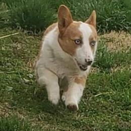 Cheddar - American Corgi
