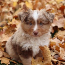 Red Merle Male - Red merle male Miniature American Shepherd puppy in Tiskilwa, Illinois from First Harmony Farms