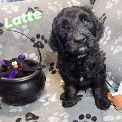 Double Doodle and Labradoodle Puppies from Superdoodles of San Antonio