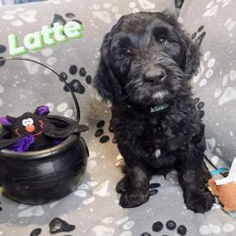 Double Doodle and Labradoodle Puppies from Superdoodles of San Antonio