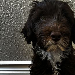 Australian Labradoodles from Pawfectdoodles