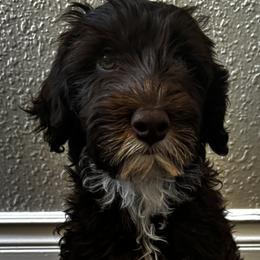 Australian Labradoodles from Pawfectdoodles