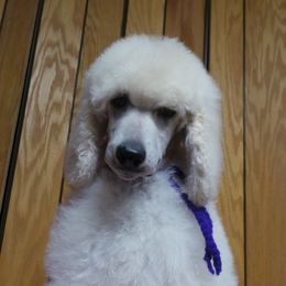 Poodle Puppies from Lacy Lane Poodles