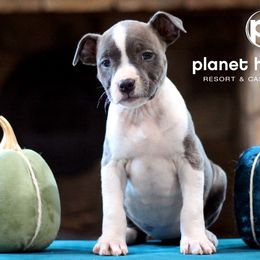 Hollywood - Blue brindle American Staffordshire Terrier puppy in Powhatan, Virginia from Ohana Amstaffs and Aussies