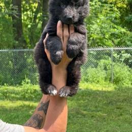 Female 5 - Black female German Shepherd puppy in Dallas, Texas from Sam's Highest Quality Shepherds