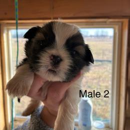 Rocky - Tricolor male Shih Tzu puppy in Carthage, Missouri from Rocking H Dogs