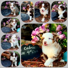 Miniature Australian Shepherd puppies from Once Upon a Time Aussies