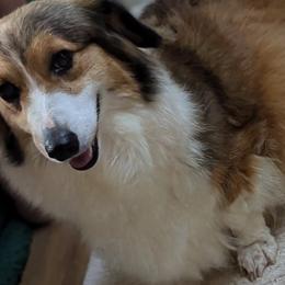 Pembroke Welsh Corgis from BROCKWAY CREEK CORGI'S