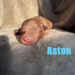 Aston - Chocolate female Labrador Retriever puppy in Lucasville, Ohio from Backwoods Labradors