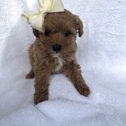 Juliet - Apricot female Goldendoodle puppy in Mint Hill, North Carolina from DoodleForever