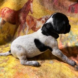 Black - Black roan male German Shorthaired Pointer puppy in Jackson, Georgia from Rosengrace Gsps (formerly Tiner GSP’s)