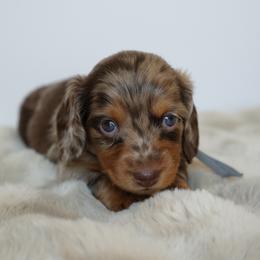 Reef - Dapple male Dachshund puppy in Lehi, Utah from Cherry Creek Dachshunds