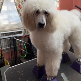 Poodle Puppies from Deblyns Poodles