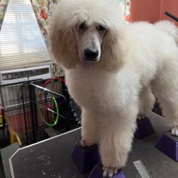 Poodle Puppies from Deblyns Poodles