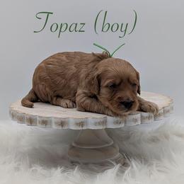 Topaz - Red  male Goldendoodle puppy in Beverly Hills, Florida from Bundle of Joy Doodles