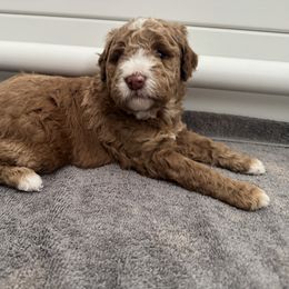 Goldendoodle Puppies from Heather's Goldendoodles