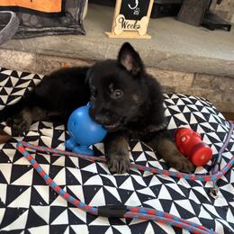 Elvis - Bi-color male German Shepherd puppy in Morganville, New Jersey from Piotr's German Shepherd Dogs