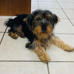 Boy 3 - Black and gold male Yorkshire Terrier puppy in Marion, Indiana from Thomas Terriers