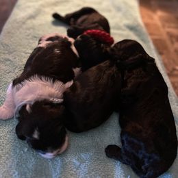 Cavapoo Puppies from AnnMarie LaFave