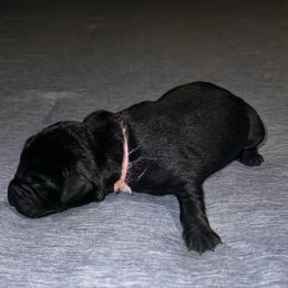 Pink - Black female Labrador Retriever puppy in Monticello, Georgia from Hollow Meadows Retrievers