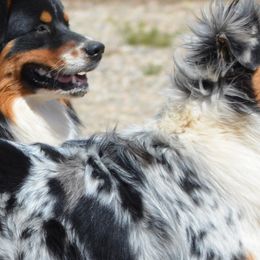 Scout - Australian Shepherd