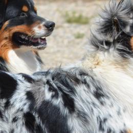 Scout - Australian Shepherd