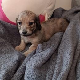 Shaded Cream Male 4000 Dollars longhaired - Cream male Dachshund puppy in Howell, Michigan from Em-Me's Royal 'n Loyal Dachshunds
