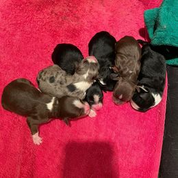 Miniature Australian Shepherd Puppies from Strawberry Mountain Mini Aussies