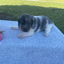 Dachshund and Golden Retriever Puppies from William's Dachshunds, and goldens