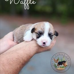 Waffle - Red male Pembroke Welsh Corgi puppy in Cameron, North Carolina from Butts Family Corgis