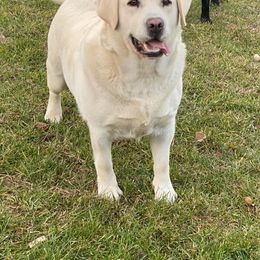 Luna - Labrador Retriever