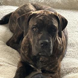 Cane Corso All Grown Up from Majestic Pride Cane Corso LLC