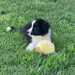 Ash - Black and white male Border Collie puppy in Olney, Illinois from Heronwood Border Collies