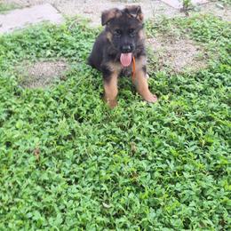 Ivona vom LegendLand - Black and red female German Shepherd puppy in Hillsborough County, Florida from Vom Legend Land
