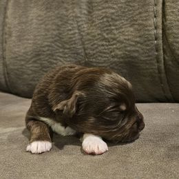Lane - Red tri female Toy Australian Shepherd puppy in Crooksville, Ohio from West View Toy Aussies