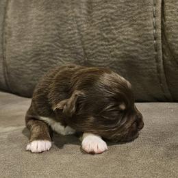 Lane - Red tri female Toy Australian Shepherd puppy in Crooksville, Ohio from West View Toy Aussies