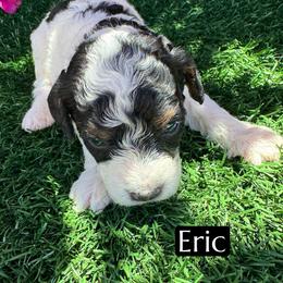 Eric - Black tri-color male Aussiedoodle puppy in Bakersfield, California from Annie's Aussies