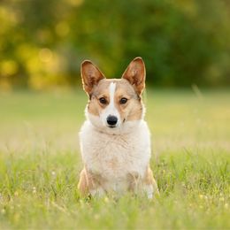Rosie - Pembroke Welsh Corgi