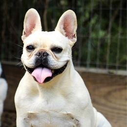 French Bulldog puppies from T4 Farms