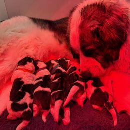 Pyrenean Mastiff Puppies from Bella Dulce
