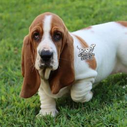 Hulu - Mahogany and white female Basset Hound puppy in Pollock, Missouri from Northstar