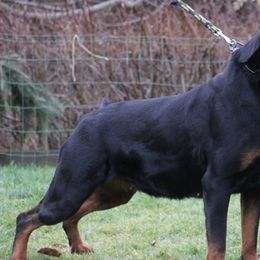Rottweilers from Vom Valencia Haus