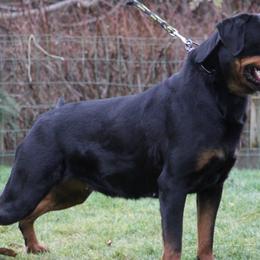 Rottweilers from Vom Valencia Haus