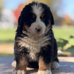 Nero - Black rust and white male Bernese Mountain Dog puppy in New Haven, Indiana from Milan Berners